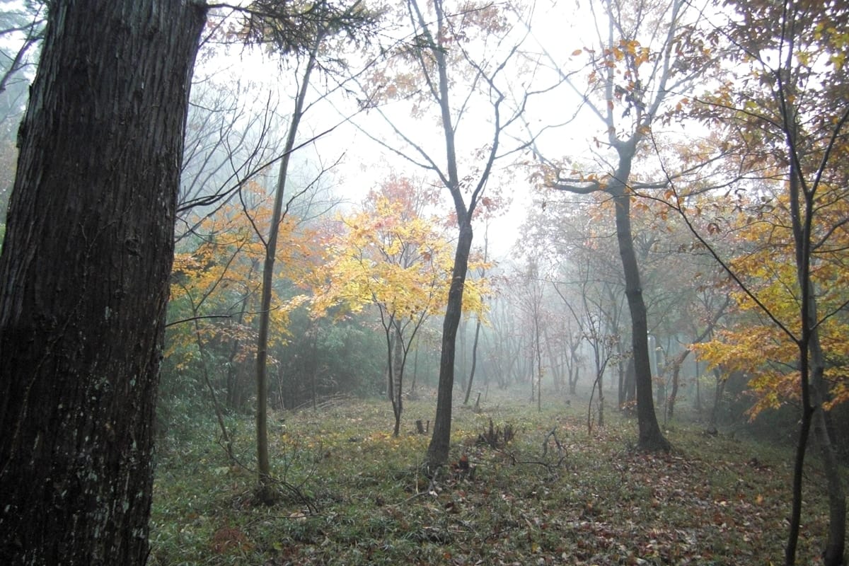 霧が出た朝の紅葉の森です。音の無い幻想的な世界です