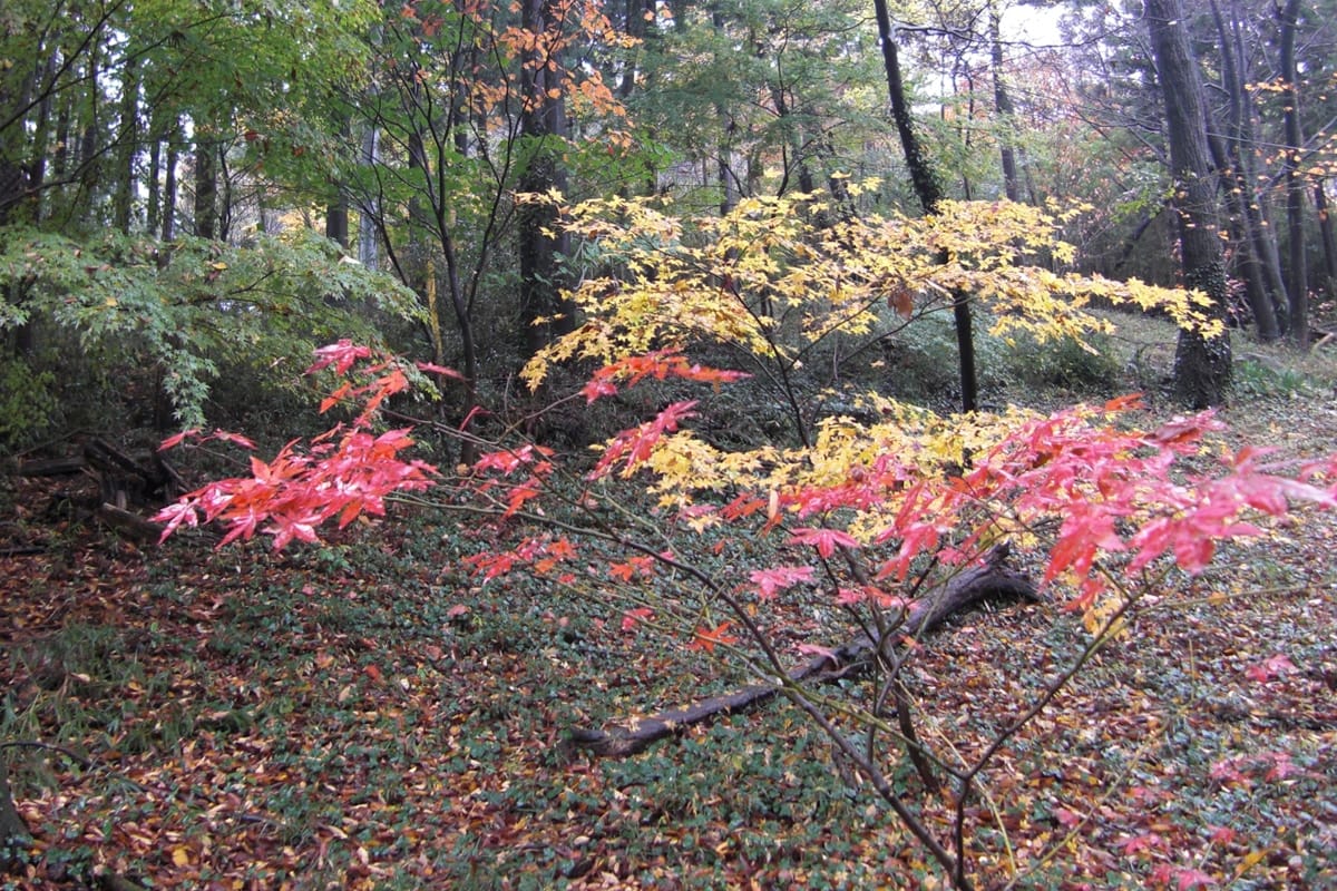 植林した若木が元気に育つと本当にうれしくなります